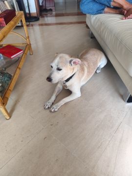Hotel para Cães