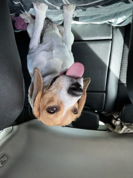 Hotel para Cães