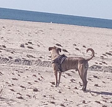 Hotel para Cães