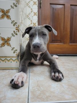 Hotel para Cães