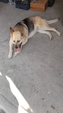 Hospedaje y guarderías de mascotas