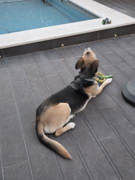 Hotel para Cães