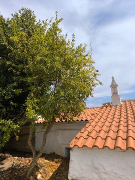 Poda e Manutenção de Árvores - Jardinagem e Relvados