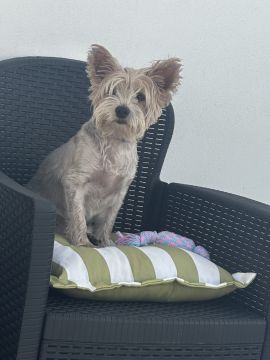 Dog Hotel