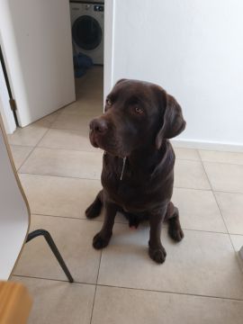 Hotel para Cães