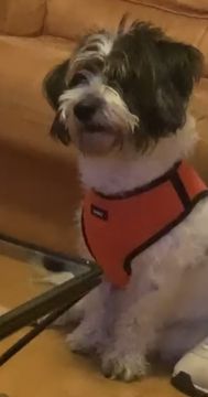 Hospedaje de perros
