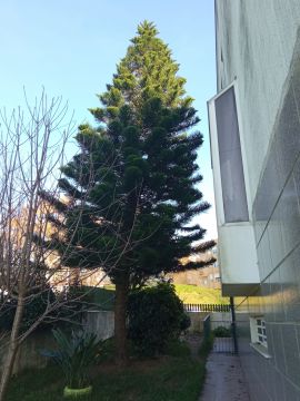 Tree Trimming and Maintenance