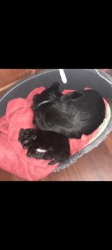 Hotel para Cães