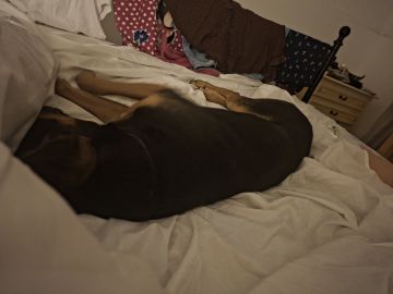 Hotel para Cães