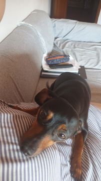 Hotel para Cães