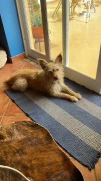 Hundepension