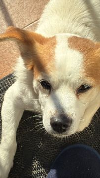 Hotel para Cães