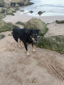 Hotel e Creche para Animais