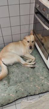 Dog Hotel