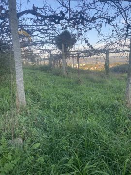 Jardinagem e Relvados