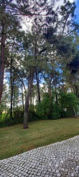 Tree Trimmer - Home Improvements