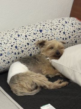 Hotel e Creche para Animais