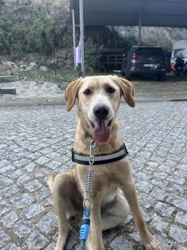 Hotel para Cães