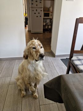 Hotel para Cães