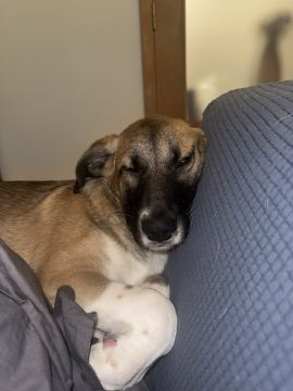 Hotel para Cães