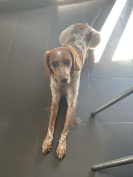Pension pour chiens