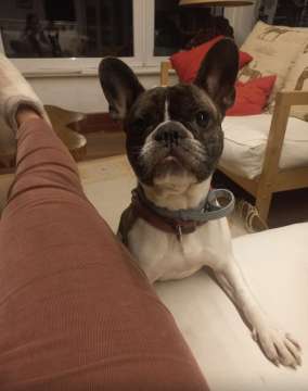 Hotel para Cães