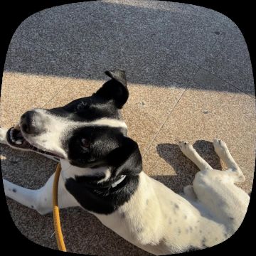 Hotel para Cães