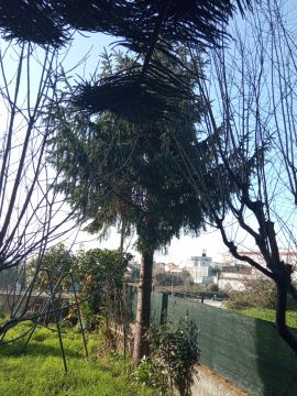 Tree Trimmer - Home Improvements
