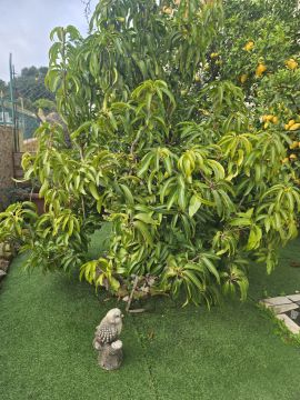 Tree Trimming and Maintenance - Lawncare