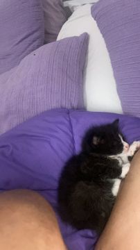 Hôtel pour chats