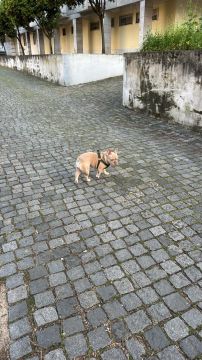 Hospedaje de perros