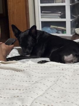 Creche para Cães