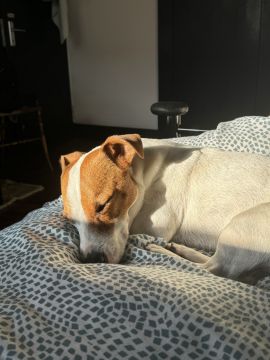 Hospedaje de perros