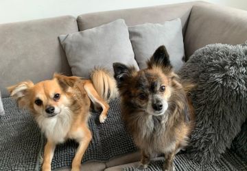 Hotel para Cães