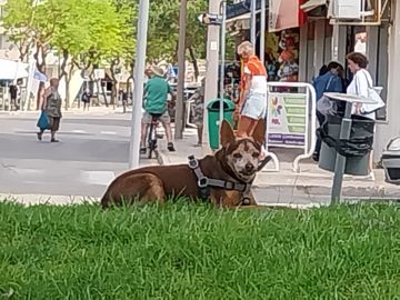 Hotel para Cães