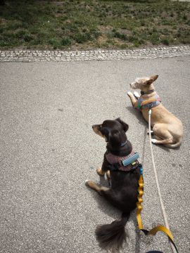 Dog Hotel