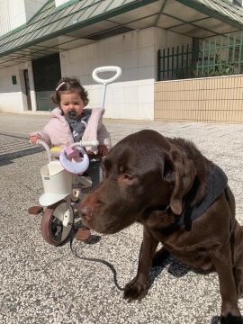 Hotel para Cães