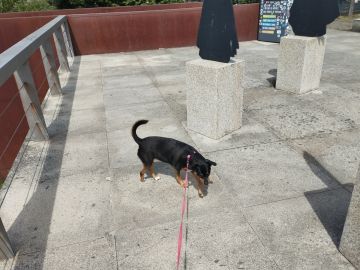 Hotel para Cães