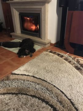 Hotel para Cães