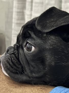 Hotel para Cães