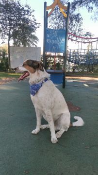 Hospedaje de perros