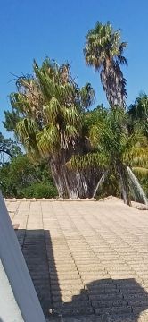 Podador de Árvores
