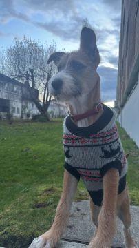 Hotel para Cães