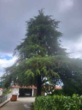 Tree Trimmer