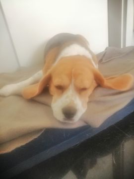 Dog Hotel