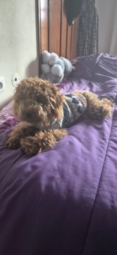 Dog Hotel