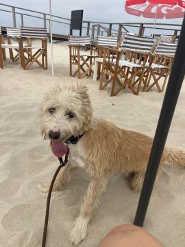 Hotel para Cães