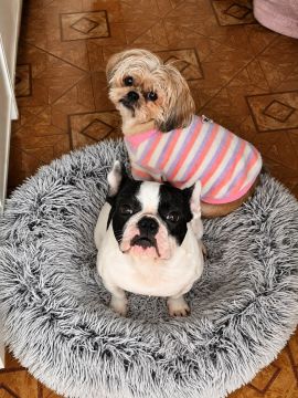 Hotel para Cães