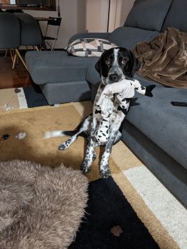 Hotel para Cães