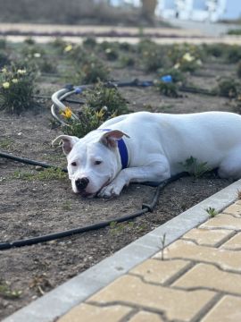 Hotel para Cães
